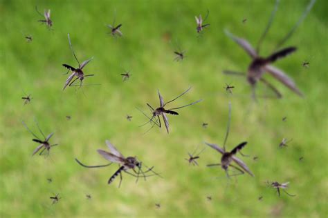 How Weather Affects Mosquito Activity And Mosquito Control Plans