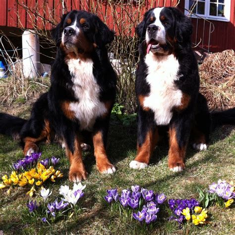 53 Swiss Bernese Mountain Dog For Sale Photo Bleumoonproductions