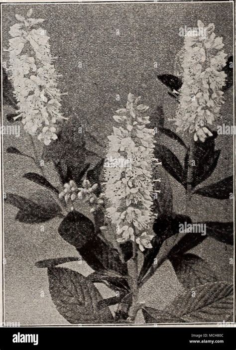 Clethra Alnifolia Clethra—white Alder Sweet Pepper Bush M
