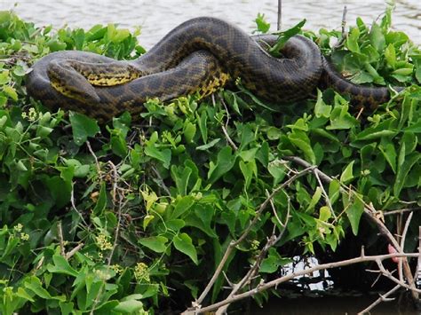 Yellow Anaconda Species In World Land Trust Reserves