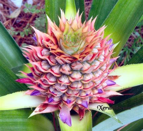 Pineapple Ananas Comosus