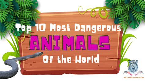 Top 10 Most Dangerous Animals In The World Wildanimalsland