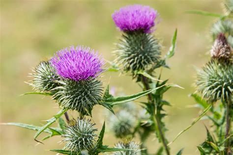 How To Get Rid Of Thistles In The Lawn