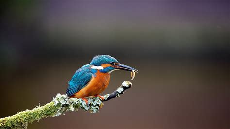 Wallpaper 1920x1080 Px Birds Branches Hunting Kingfisher Nature