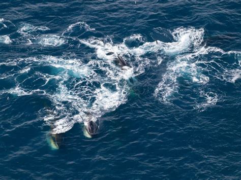150 Fin Whales Captured Feeding Together In The Antarctic