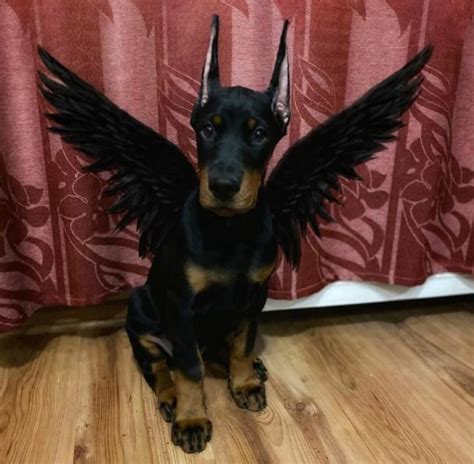 15 Cool Doberman Pinschers That Will Make You Happy And Make You Smile