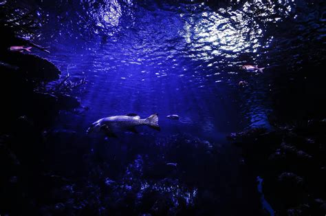 1000 Beautiful Deep Sea Photos · Pexels · Free Stock Photos