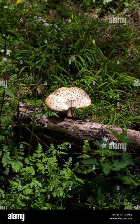 Dryads Saddle Polyporus Squamosus Edible Tree Fungus Growing On A Log