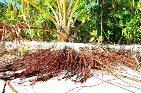 Root System Of Palm Trees Studiousguy
