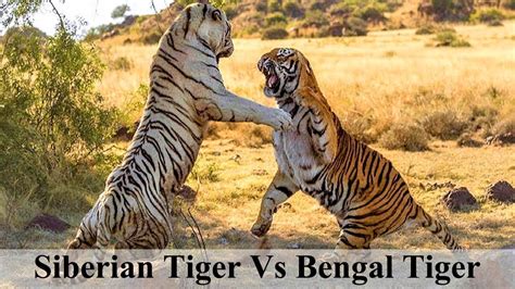 Tiger Fight Siberian Tiger Vs Bengal Tiger Who Is More Powerful