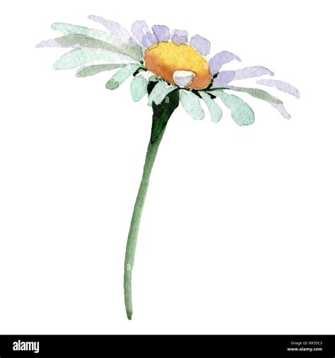 White Daisy Floral Botanical Flower Watercolor Background Illustration