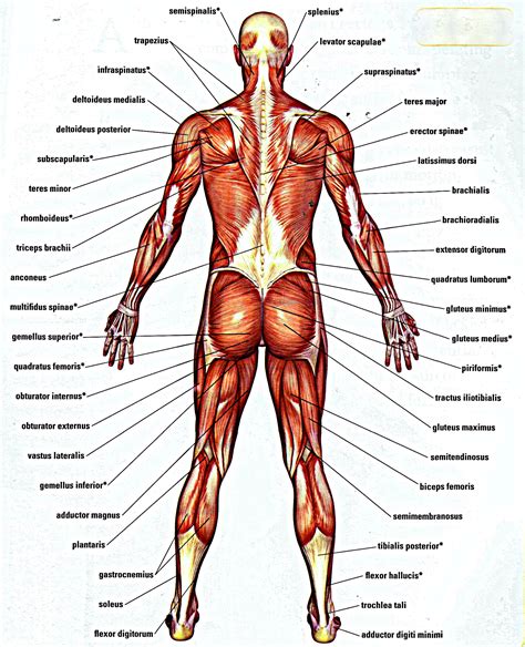 It is the surface of the body opposite from the chest and the abdomen. Muscle Names Of Lower Back - Human Anatomy Body