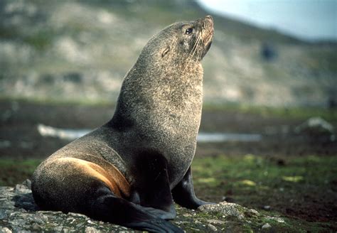 Southern Fur Seals Arctocephalus Gazella Antarctic Fur Seal