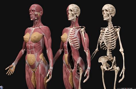 Muscle Anatomy Model 3d