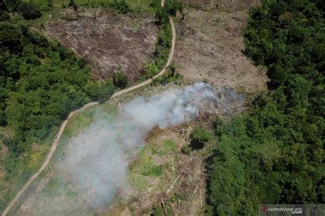 Tutupan Hutan Pada Berkurang Karena Karhutla ANTARA News Kepulauan Riau Berita