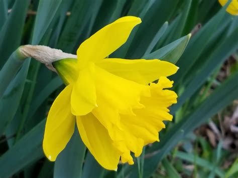 Whats The Difference Between Narcissus Daffodil And Jonquil