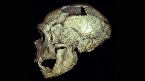 Ухом пловца неандертальцы могли обзавестись и без воды В последние