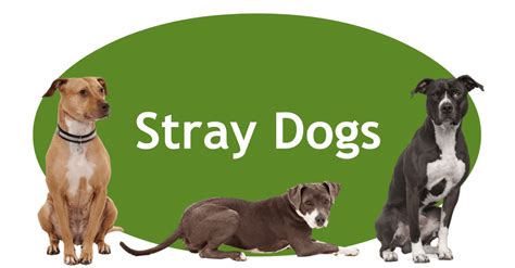 Stray Dogs Porter County Animal Shelter In