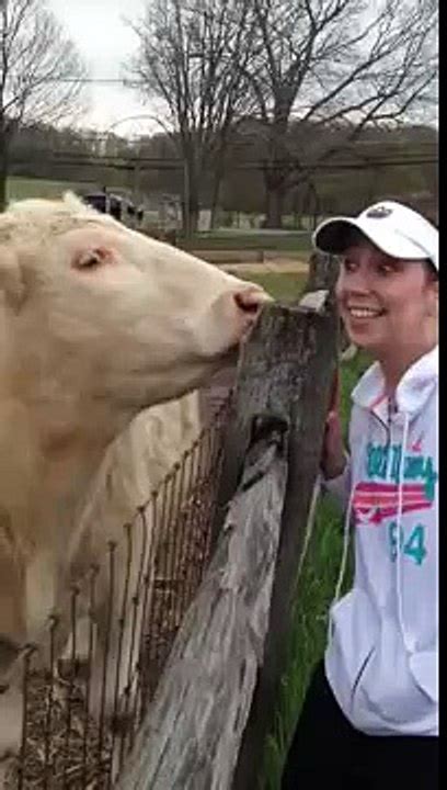 cow licks wife video dailymotion