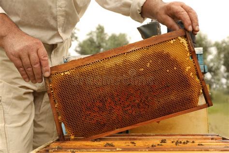 Beekeeper With Hive Frame At Apiary Closeup Harvesting Honey Stock Image Image Of Honeycomb