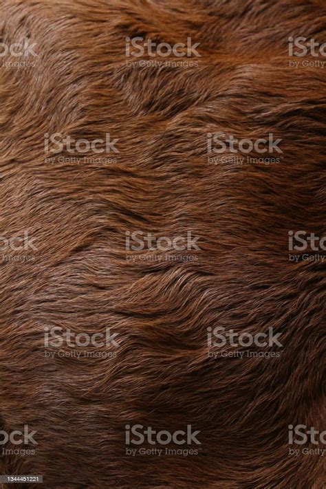 Animal Fur Texture Background Closeup Cow Cattle Stock Photo Download