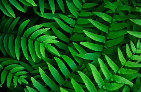 Green Leaves Wallpaper 4k Ferns Leaf Background Spring Closeup 5k