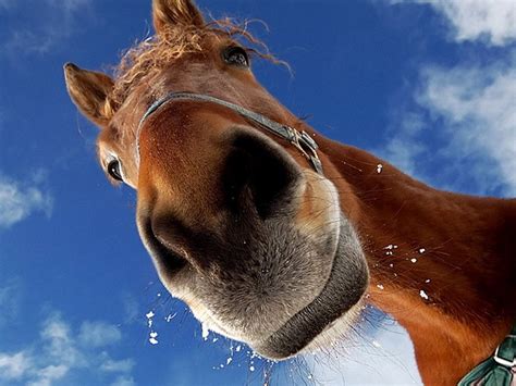Horse Face Close Up Photoshd Wallpapersimagespictures Chainimage