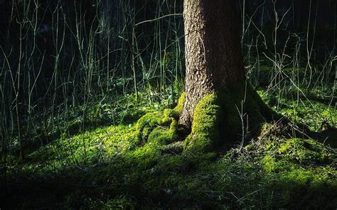 Tree Root Moss Trunk Forest Nature Hd Wallpaper Peakpx