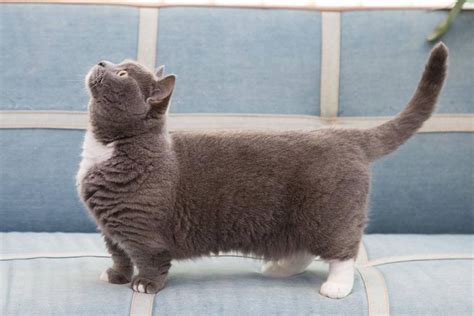 Seperti yang diketahui jenis kucing ini berapa harga kucing munchkin? 8 Fakta Kucing Munchkin, Si Mungil Penuh Kontroversi