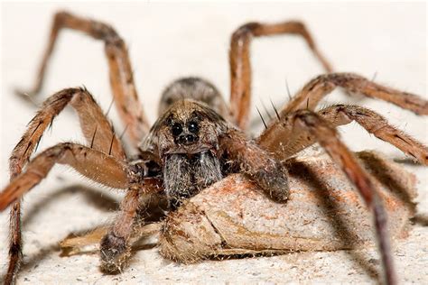 Check spelling or type a new query. South Carolina State Spider | Carolina Wolf Spider