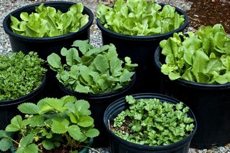 Best Vegetables To Grow In Pots Food Storage Moms