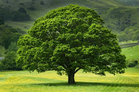 British Tree Identification Guide And Facts Bbc Countryfile Magazine