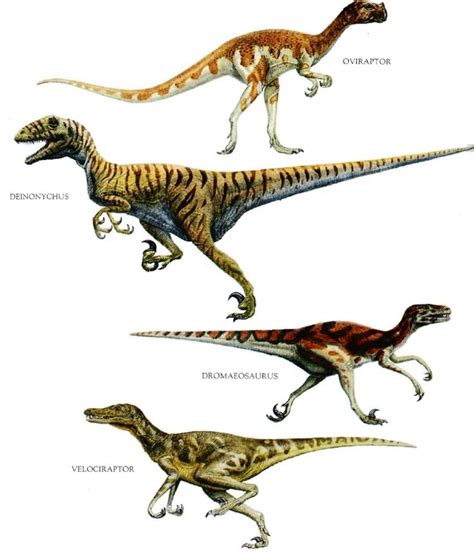 Therefore, dinosaurs (land vertebrates) were represented on the ark. types of raptors (With images) | Raptor dinosaur, Dinosaur ...