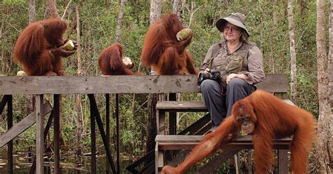 An Orangutan Expert Says Now Is The Time To Visit Indonesia The New