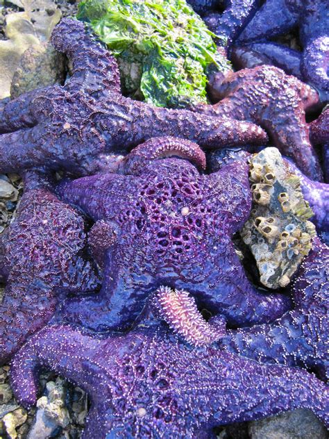 Purple Starfish Low Tide Exposed Dozens Of These Alyse And Remi Flickr
