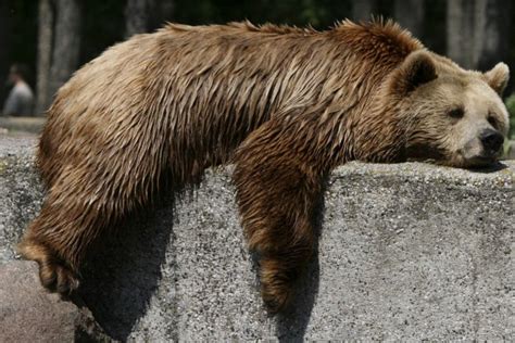 Teplomilné Zvieratá V Košickej Zoo Zazimovali Medveďom Sa Však Do