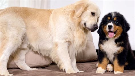 How The Golden Retriever And The Bernese Mountain Dog Became Best