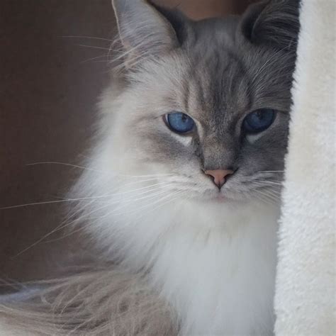 Floyd Blue Point Lynx Mitted Ragdoll Cat Cats Ragdoll Cat Ragdoll