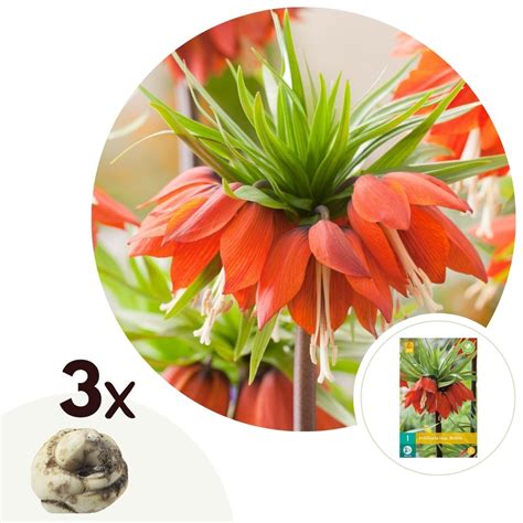 Rootz Plants Fritillaria Rubra Flower Bulbs Set Of 3 Florastore