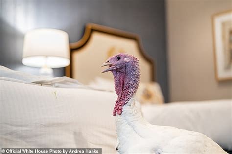 thanksgiving turkeys stay at luxury hotel ahead of being named and pardoned by president trump