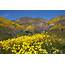 Wildflowers Super Bloom 1st Trip Carrizo Plain National Monument 
