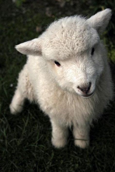 44 Cute Baby Lambs Ideas Baby Lamb Baby Animals Animals Beautiful