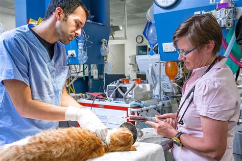 Cat Community Blood Bank Set Up As Number Of Felines Requiring