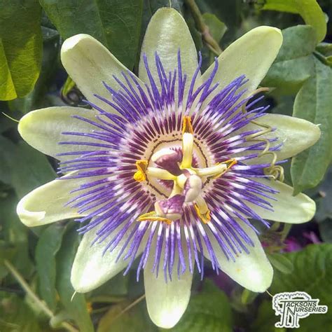Buy Passion Flower Climbing Plant Jacksons Nurseries