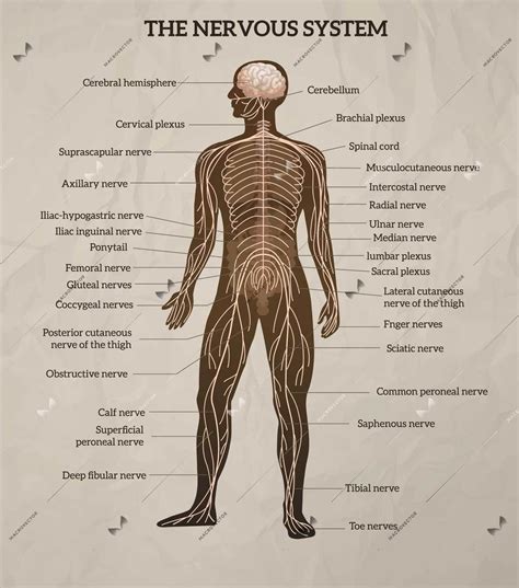 Human Body Central Brain Spinal Cord And Peripheral Nervous System Medical Diagram Retro