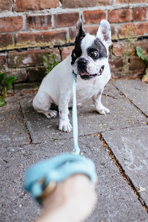 French Bulldog On A Leash 6 Free Stock Photo