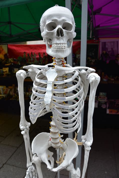 Table 1 includes the structures and functions of these eleven organ systems. Free Images : wood, animal, horn, dead, skull, bone, spine ...