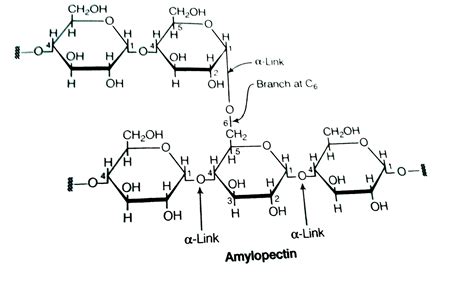 The Difference Between Amylose And Amylopectin Is Sarthaks Econnect