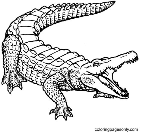 33 American Alligator Coloring Page Kaileighrhuari