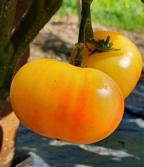 Yellow Tomatoes Moliagul Moon Dwarf Project Tomato